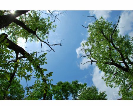 蓝天下的核桃树图片