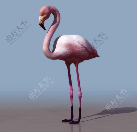 3D模型图库动物类火烈鸟图片