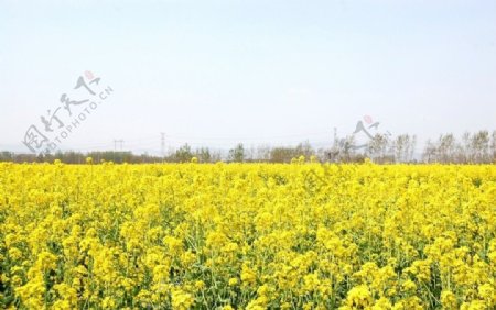 油菜花图片