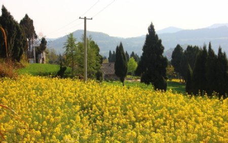 油菜花图片