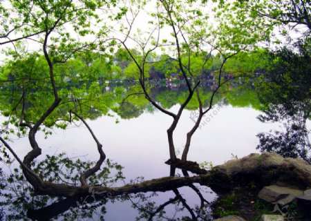 杭州西湖水上树丫与树干图片
