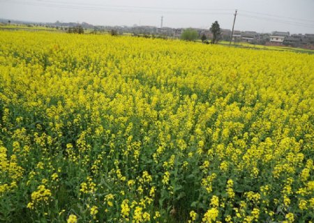 油菜花图片