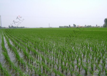 整齐地稻田图片