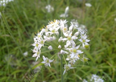 韭菜花图片