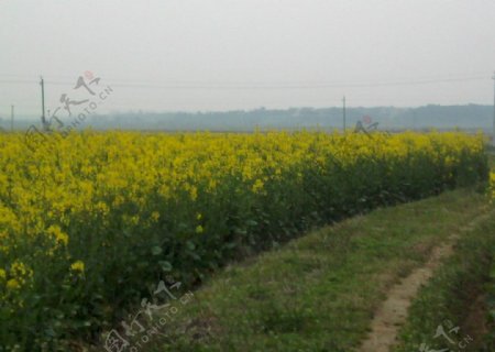 油菜花图片