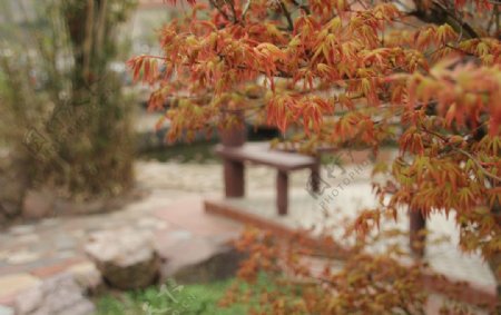 秋天公园红枫图片