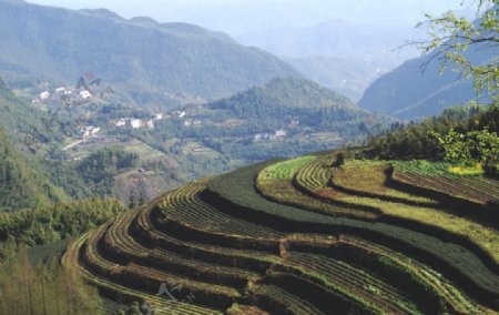 五指山风景图片