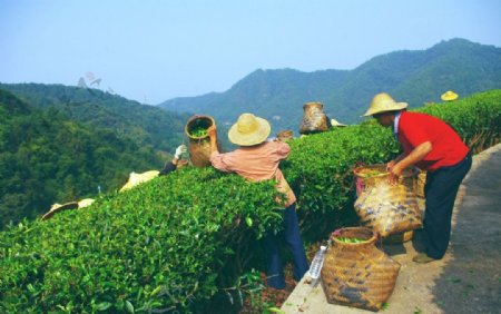 山水风景茶田风光图片