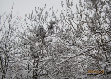 雪中梧桐图片