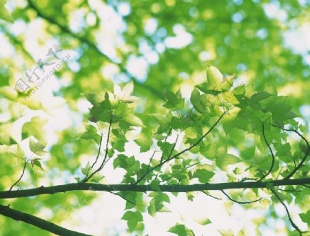 春天树枝绿叶图片