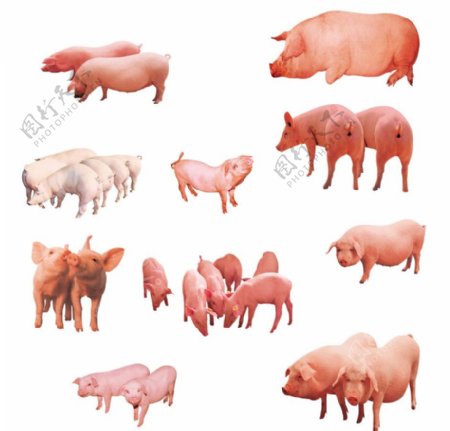 10款农家生猪图片