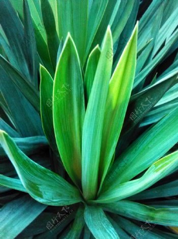 剑麻绿色植物图片