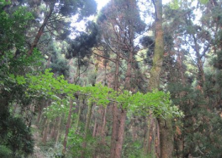 松林子树图片