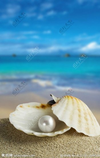 珍珠贝壳图片