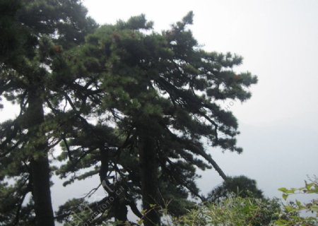 苍翠松树图片