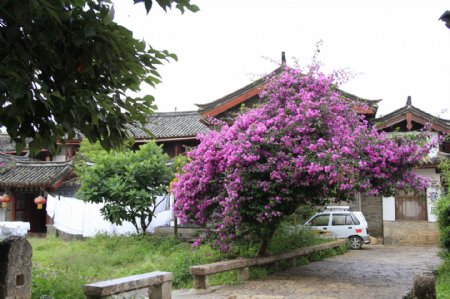 丽江古城的花树图片