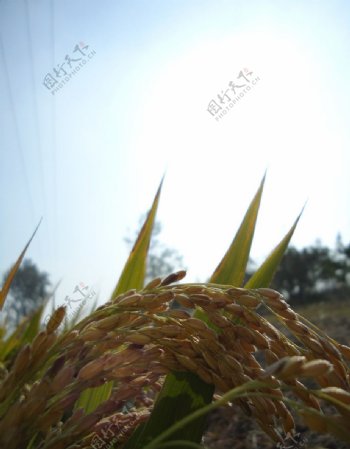 崇明水稻稻谷图片