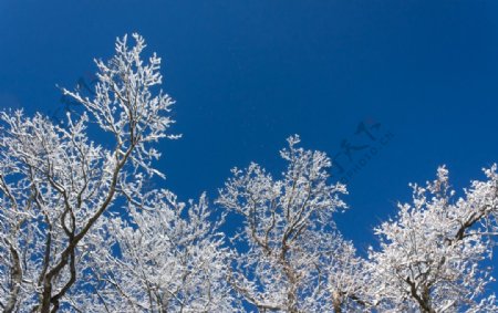 冬天雪后白色树枝图片