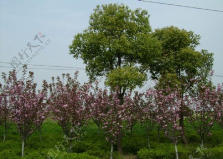 樱花樟树图片