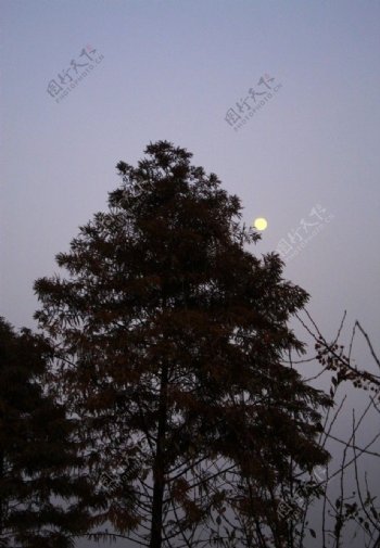 夕阳树木剪影图片