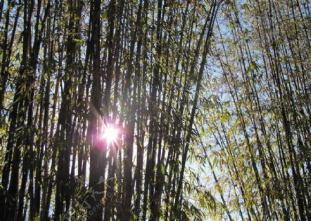沐浴在阳光下的竹林图片