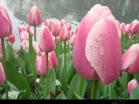 雨中的粉色郁金香图片