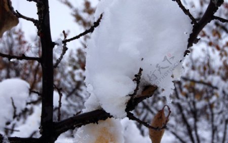 雪压枝头图片