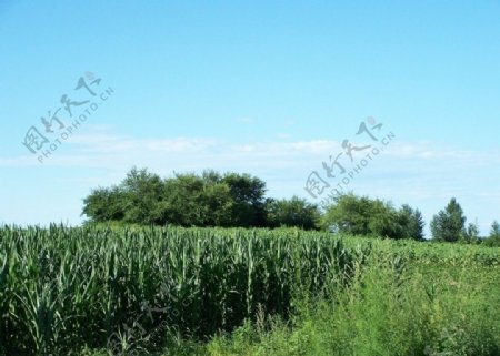 玉米田里的小土坡图片
