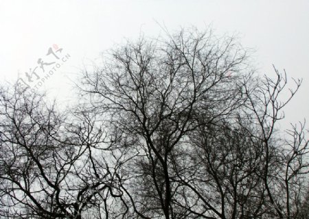 树枝树影图片