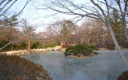 佛国寺池中松图片