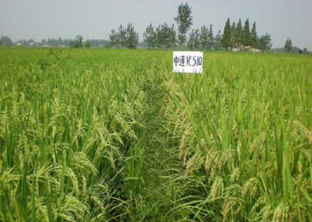 高清晰水稻田图片