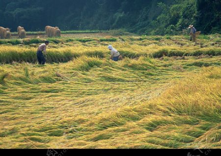 农业水稻玉米麦子图片