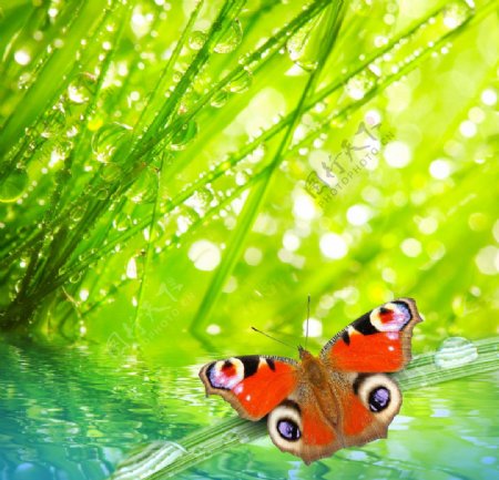 美丽蝴蝶与绿色背景图片