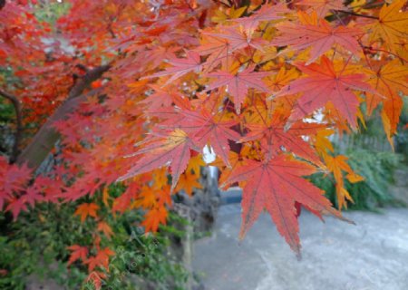 秋叶红图片