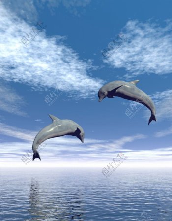 海上飞跃的海豚图片