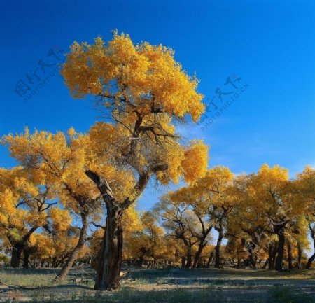 金色树木图片