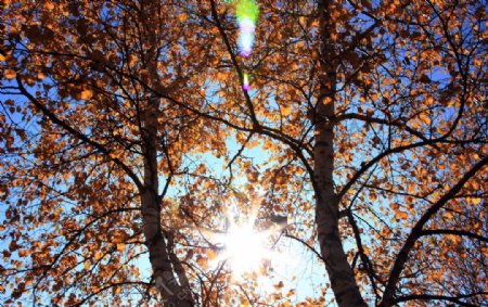 白桦林间的阳光图片