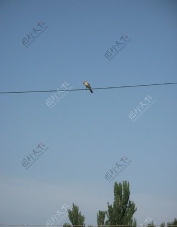蓝天电线鸟图片