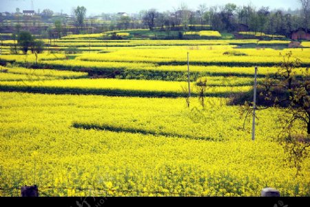 油菜花图片