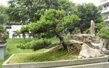 大阪松树石盆景图片