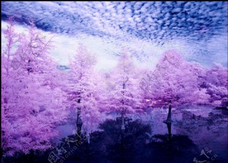 粉色树林图片