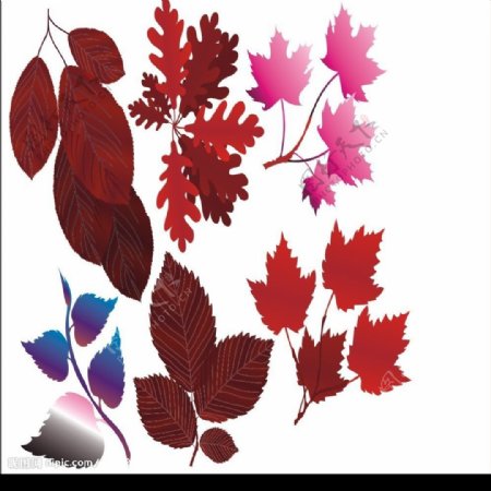 秋天的树叶矢量素材图片