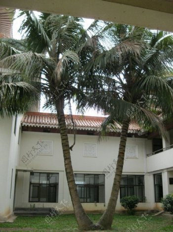 同根椰子树图片