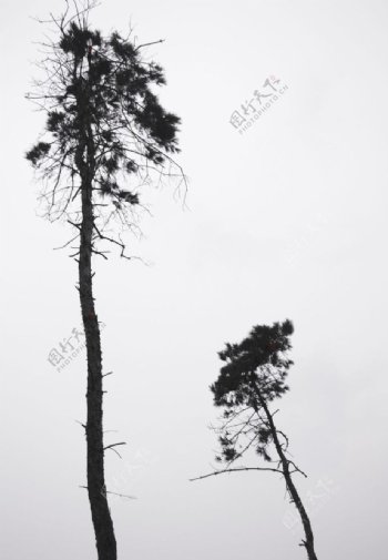 两颗树图片