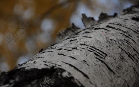阿勒泰白桦树图片