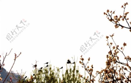 喜鹊红花绿树图片