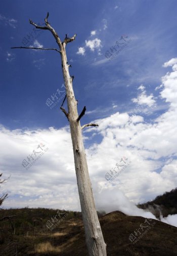 喷火山枯萎的树图片