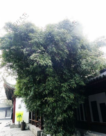 黄鹤楼竹子树图片
