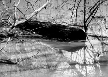 水中枯树图片
