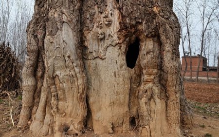 奇石千年老树图片
